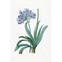 Floral Botânico Violeta II