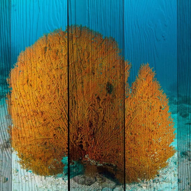 Coral II