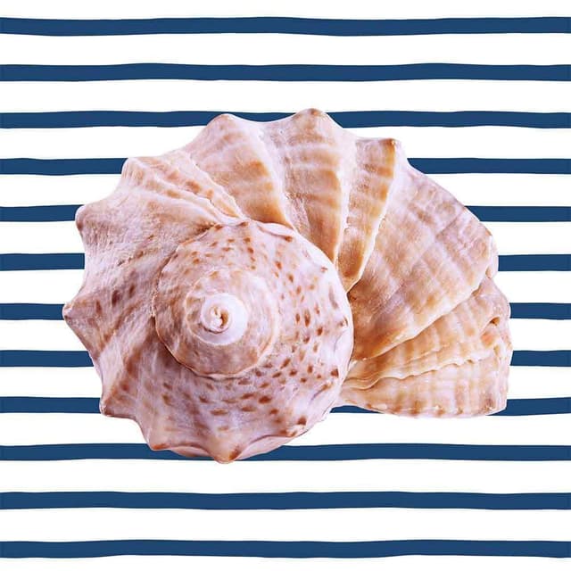 Conchas-XVIII