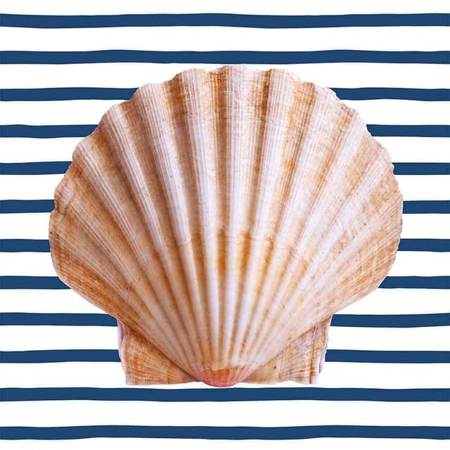 Conchas-XVII