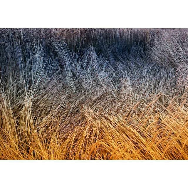 Campo-de-Trigo