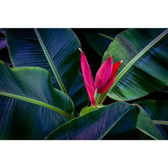Flor-da-Bananeira