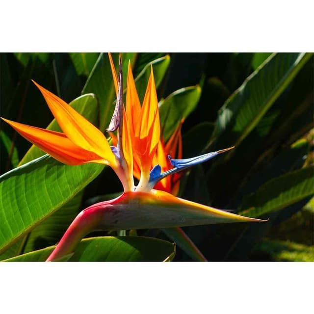 Strelitzia I
