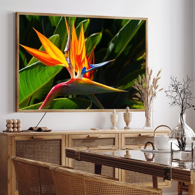Strelitzia I