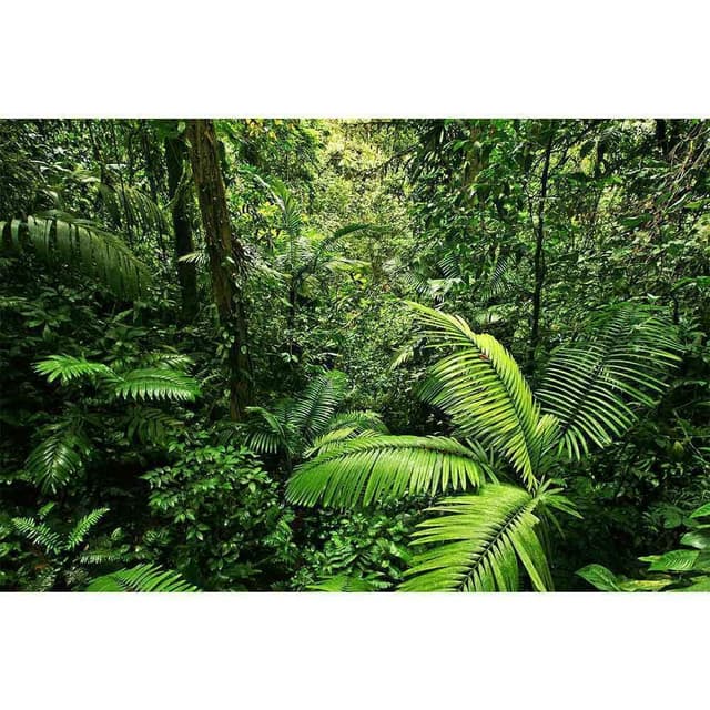 Floresta-Costa-Rica
