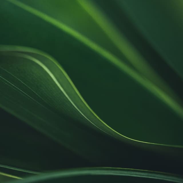 Coleção Folhas Verdes Escuras I