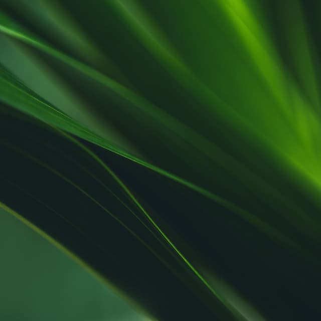 Coleção Folhas Verdes Escuras II