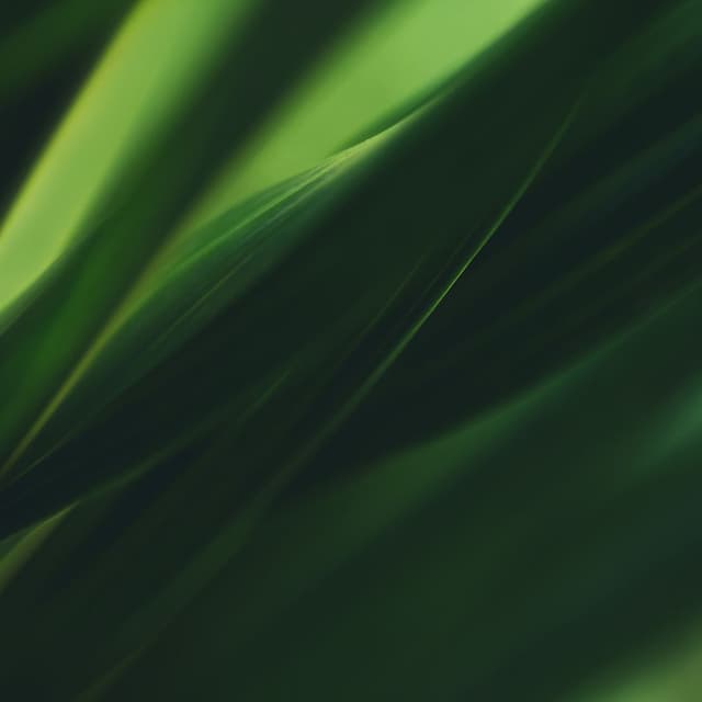 Coleção Folhas Verdes Escuras III