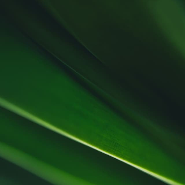 Coleção Folhas Verdes Escuras IV